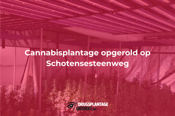 Deurne - Cannabisplantage opgerold op Schotensesteenweg